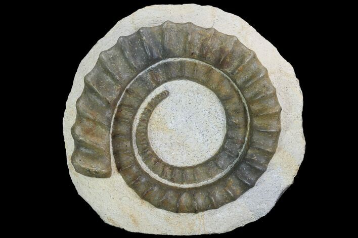 Devonian Ammonite (Anetoceras) - Morocco #99948